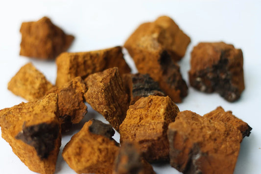 Uncovering the therapeutic potential of Chaga